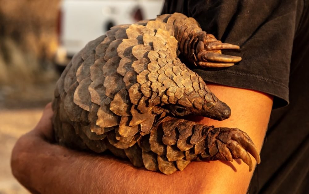 Pangolins may be a reason for Wuhan Coronavirus to humans.