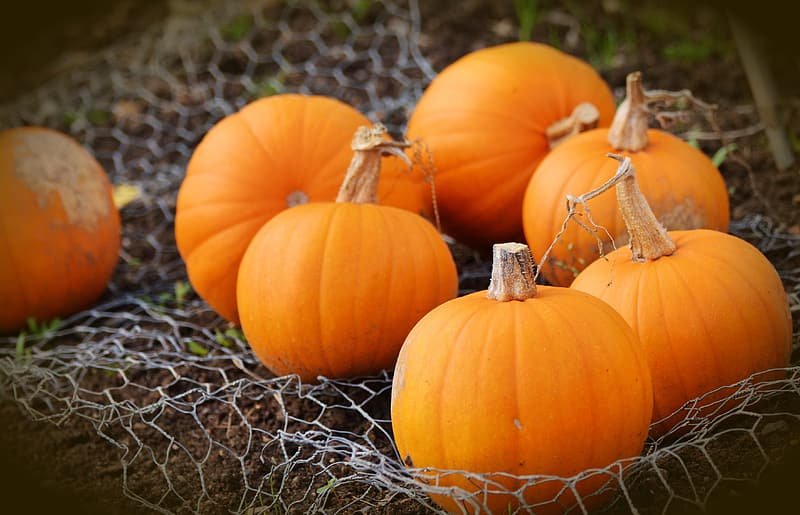 Pumpkin is full of essential minerals like zinc and potassium. Foods keeping  your hair thicker and healthy,  start hair re-growth.