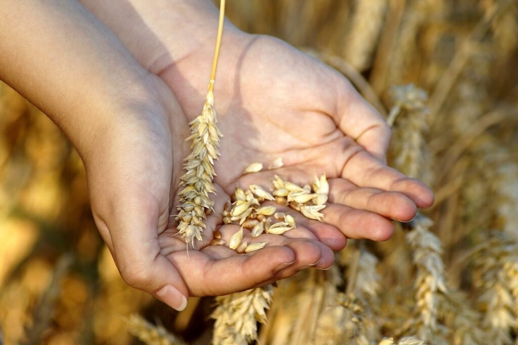 Treatment of Wheat allergy or intolerance to gluten 