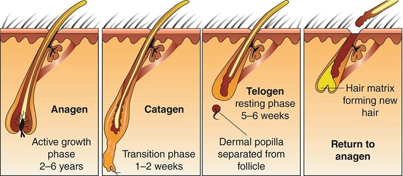 Time or phases of hair growth