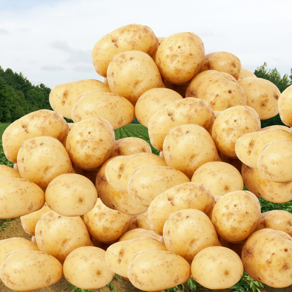 Potatoes are no danger for weightloss